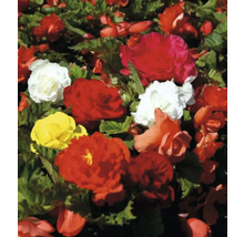 Záhon begónií s červenými, žltými a bielymi kvetmi