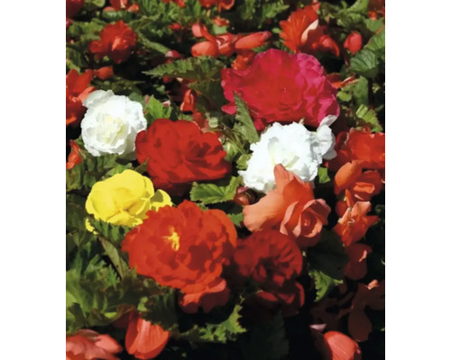 Záhon begónií s červenými, žltými a bielymi kvetmi