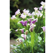 Detail fialových kál a bielych frézií v záhrade.