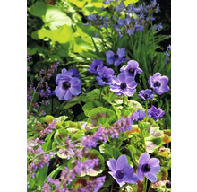 Detailný záber kvitnúcich veterníc v záhrade