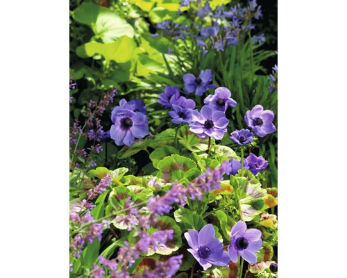 Detailný záber kvitnúcich veterníc v záhrade