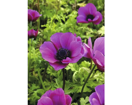 Detail fialových kvetov veternice v záhrade