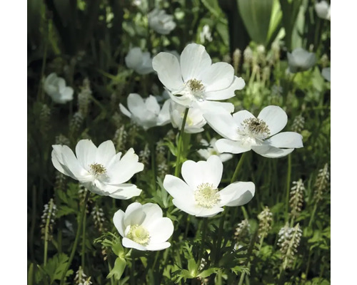 Detailný záber kvetov veternice v záhrade