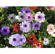 Detailný pohľad na kvety veternice v rôznych farbách v záhrade.