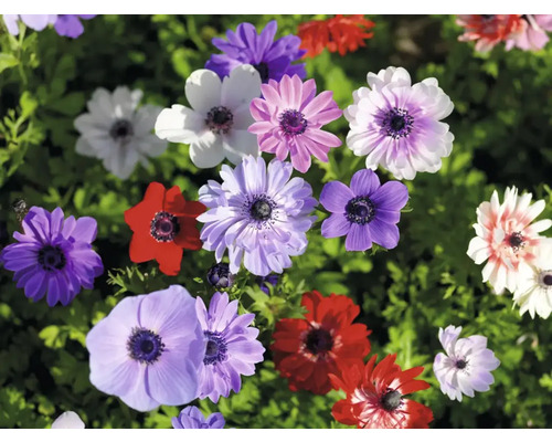 Detailný pohľad na kvety veternice v rôznych farbách v záhrade.