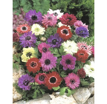 Rôznofarebné kvety veternice v záhradnom záhone