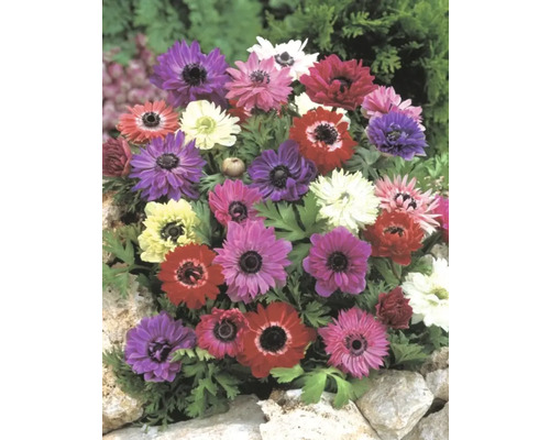 Rôznofarebné kvety veternice v záhradnom záhone