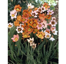 Kvety Sparaxis v oranžovej, ružovej a bielej farbe so žltými a čiernymi akcentmi.