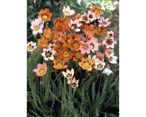 Kvety Sparaxis v oranžovej, ružovej a bielej farbe so žltými a čiernymi akcentmi.