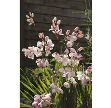 Kvetenstvo montbrécie v záhradnom záhone