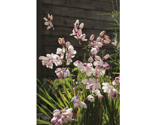 Kvetenstvo montbrécie v záhradnom záhone