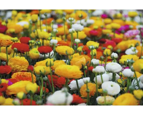 Kvetinové pole s rôznymi iskerníkmi