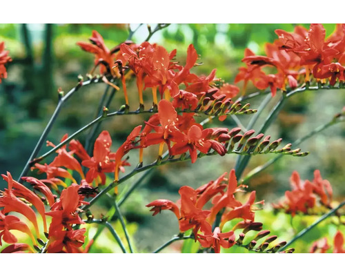 Detail kvetov montbrécie