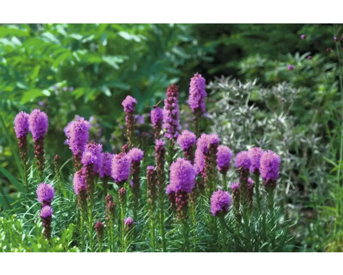 Kvitnúca šuškarda v záhrade