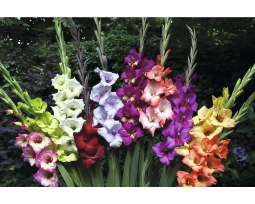 Viacfarebné aranžmán gladiol na záhrade.