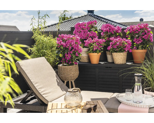 Terasa s lehátkom, rastlinami v kvetináčoch a úložným boxom