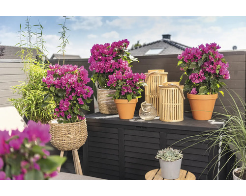 Ozdobný balkón s bugénvileou v kvetináčoch, bambusom a lampášmi na úložnom boxe