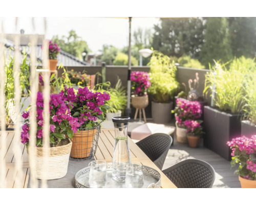 Zdobená terasa so stolom, stoličkami, kvetinami a nápojmi