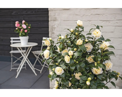 Okrasná kamélia s bielo-žltými kvetmi a záhradná stolová súprava na terase.