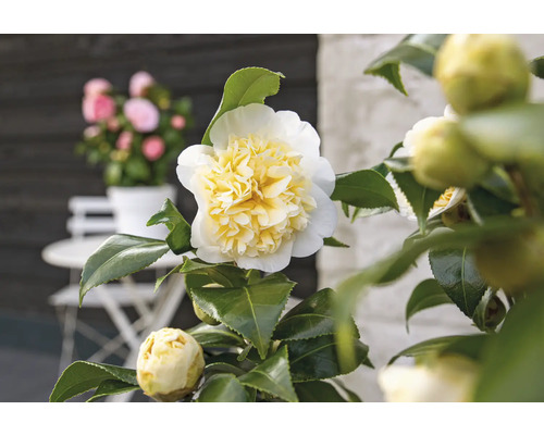 Detailný záber kvetu kamélie s listami