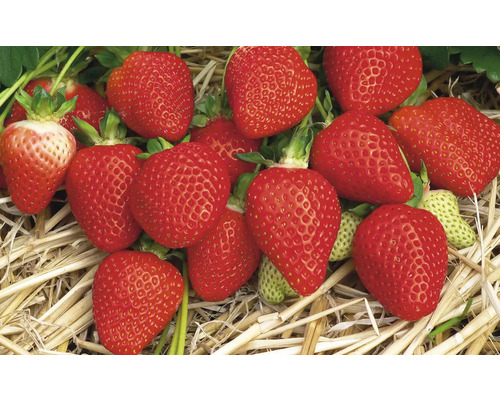 Detailný záber jahôd na slame