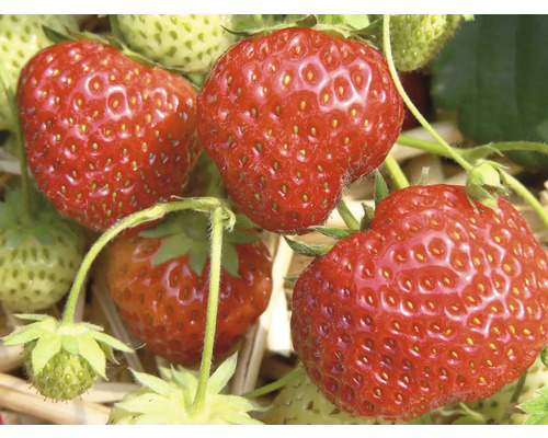 Detailný záber jahôd na rastline