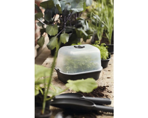 Množiteľský box s rastlinami na záhradnom stole