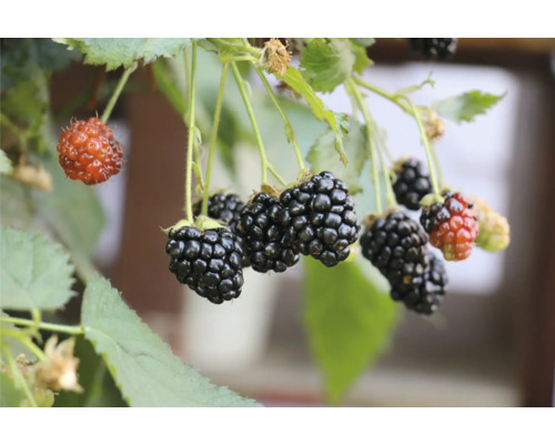 Černica zakrslá BIO zakrpatenáFloraSelf Bio Rubus fruticosus 'Little Black Prince' kvetináč 3 l beztŕňová