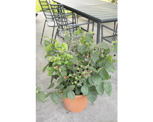 Ostružina v kvetináči so zrelým a nezrelým ovocím