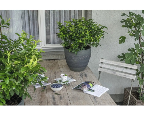 Záhradná scéna s dreveným stolom, osadenými kvetináčmi, časopisom a miskou s čučoriedkami