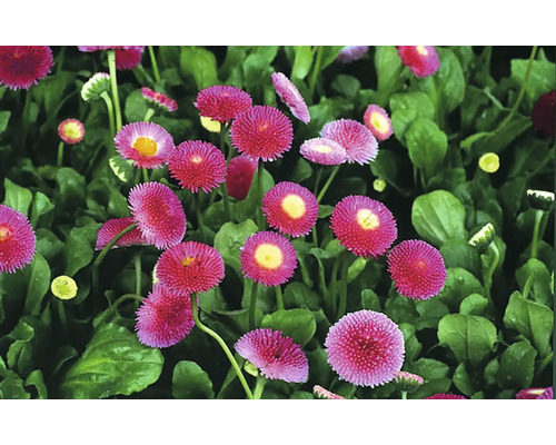 Sedmokráska chudobka Bellis perennis kvetináč Ø 9-10,5 cm 1 ks, rôzne farby