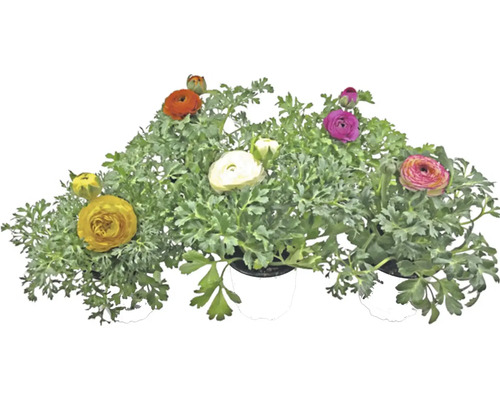 Kvitnúca rastlina iskerníka v kvetináči