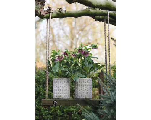 Dve čemerice v štruktúrovaných kvetináčoch na drevenej hojdačke v záhrade.