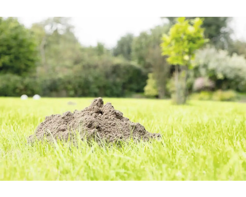 Krtince na zelenom trávniku