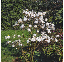 Hviezdicovitá magnólia s bielymi kvetmi v záhrade.