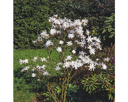 Hviezdicovitá magnólia s bielymi kvetmi v záhrade.