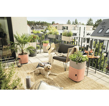 Balkónová scéna s rastlinami v kvetináčoch, posedením a psom