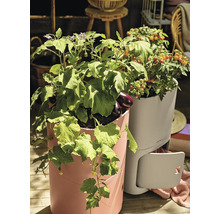 Vyvýšené záhony s rastúcou zeleninou, ako sú paradajky, baklažány a uhorky