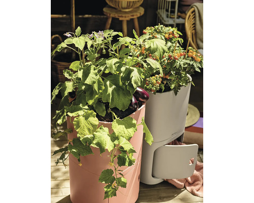 Vyvýšené záhony s rastúcou zeleninou, ako sú paradajky, baklažány a uhorky