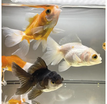 Rôzne zlaté rybky v akváriu