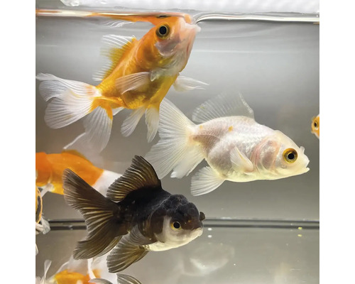 Niekoľko zlatých rybiek v akváriu