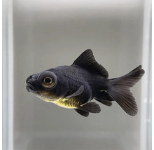 Čierna teleskopická ryba v akváriu