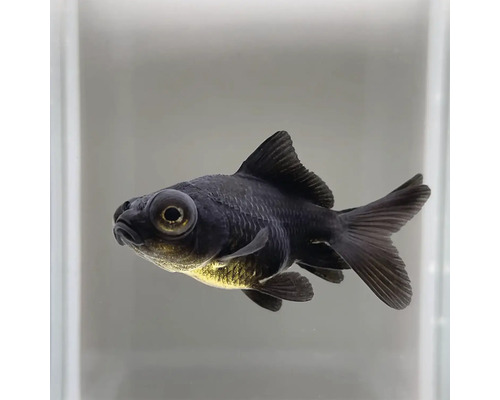 Čierna teleskopická ryba v akváriu