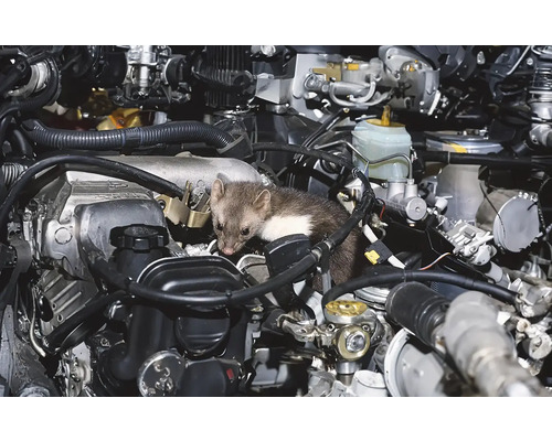 Kuna v motorovom priestore auta.