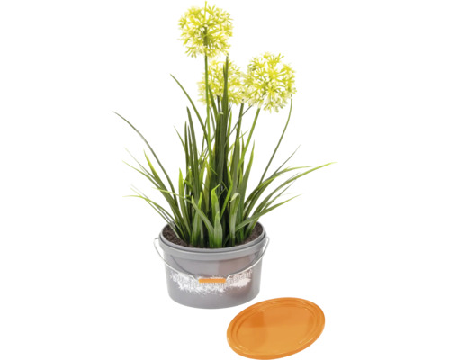 Umelá rastlina okrasný cesnak v kvetináči