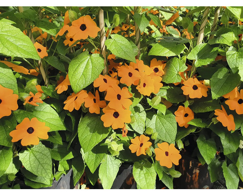 Popínavá rastlina so žltooranžovými kvetmi a zelenými listami