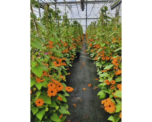 Skleník s kvitnúcimi černookými Zuzanami popínajúcimi sa po bambusových tyčiach.