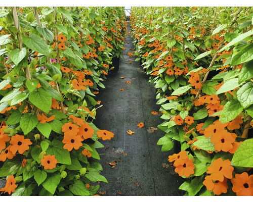 Rad Thunbergia v kvetináči