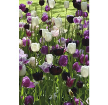 Kvetinový záhon s bielymi, fialovými a čiernymi tulipánmi