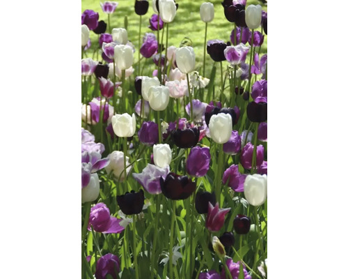 Kvetinový záhon s bielymi, fialovými a čiernymi tulipánmi